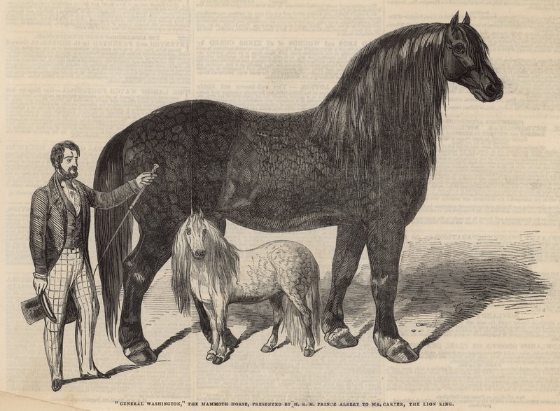 General Washington, das Mammutpferd von English School