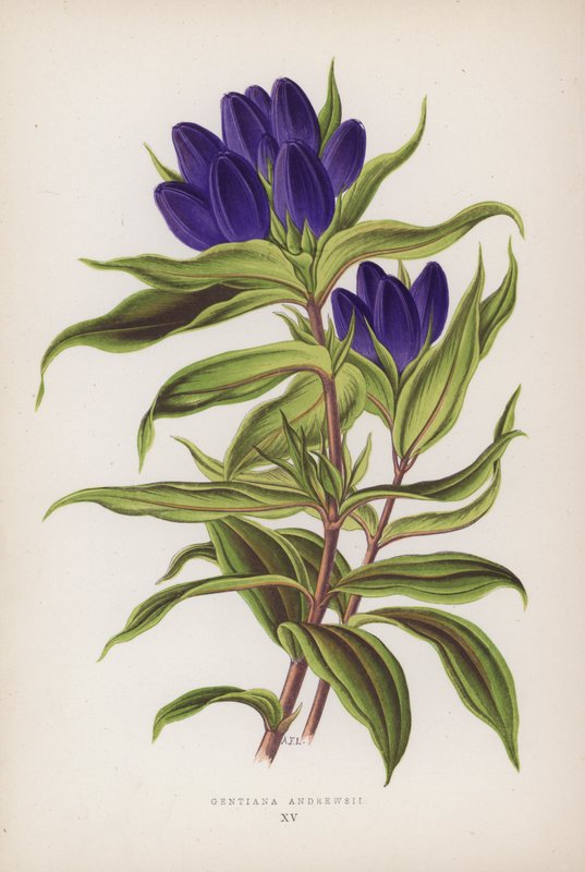 Gentiana Andrewsii von English School