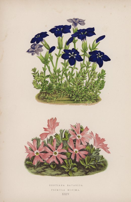 Gentiana Bavarica; Primula Minima von English School