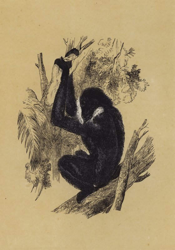 Gibbon von English School