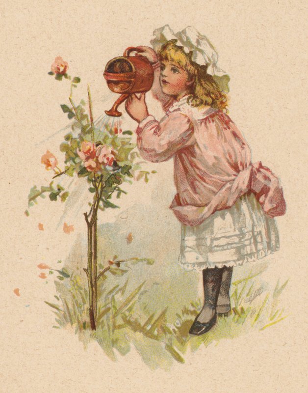 Mädchen gießt Rosen von English School
