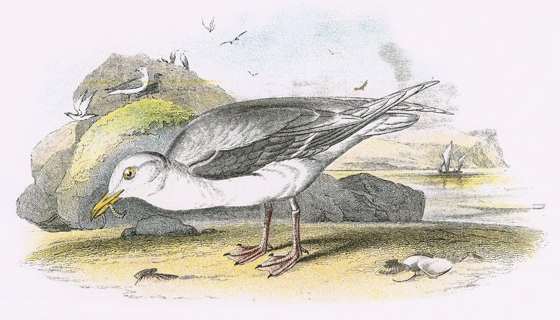 Eismöwe von English School