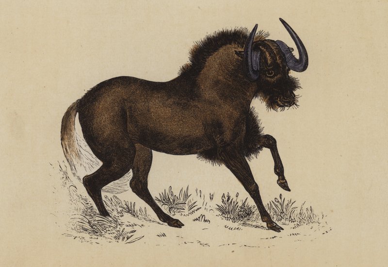 Gnu von English School
