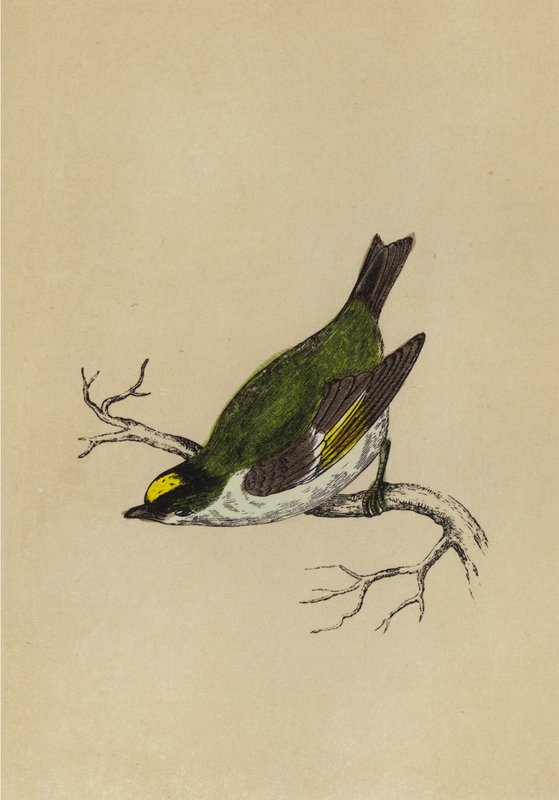 Goldhähnchen von English School