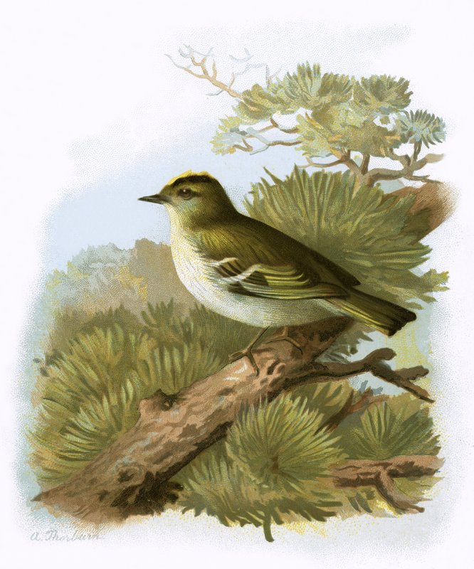 Goldhähnchen von English School