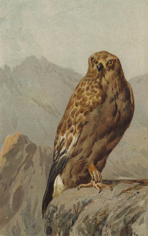 Steinadler von English School