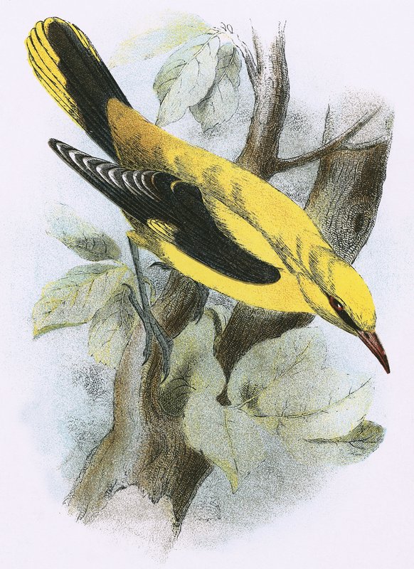 Goldener Pirol von English School