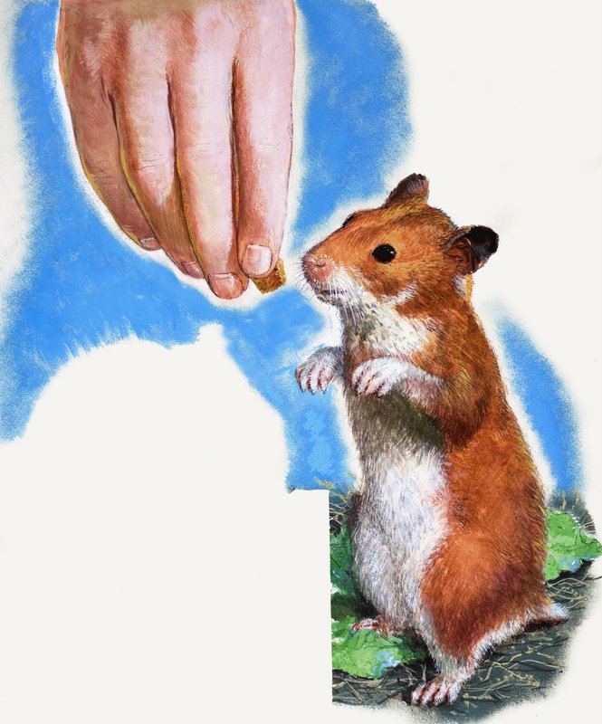 Goldhamster von English School