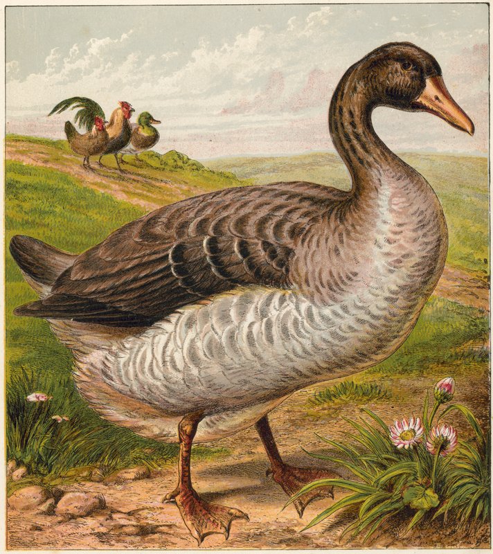 Gans von English School