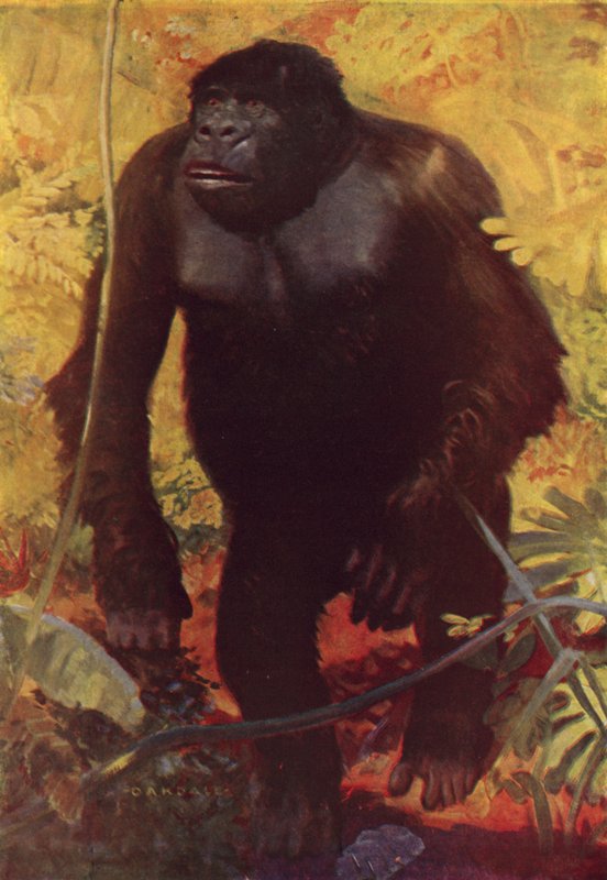Gorilla von English School