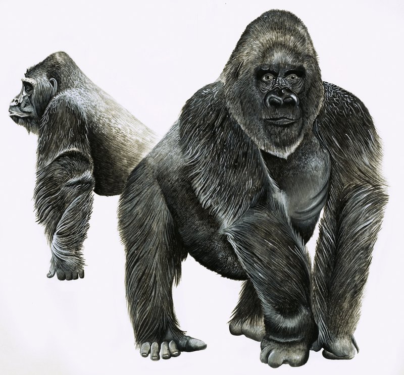 Gorillas von English School