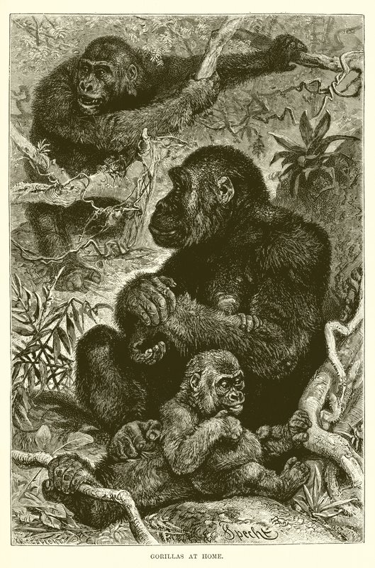 Gorillas zu Hause von English School