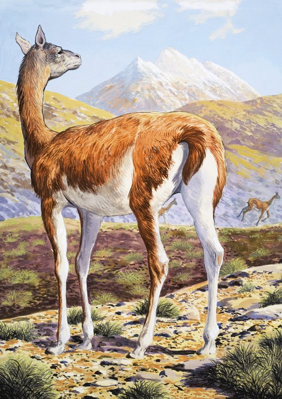Anmutige Guanacos von English School