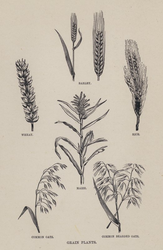 Getreidepflanzen (Lithographie) von English School