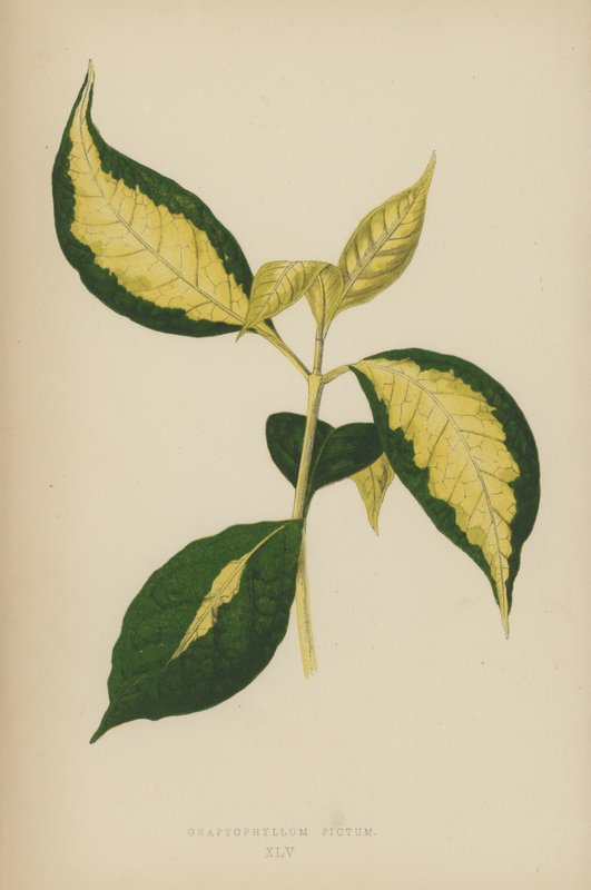 Graptophyllum Pictum von English School