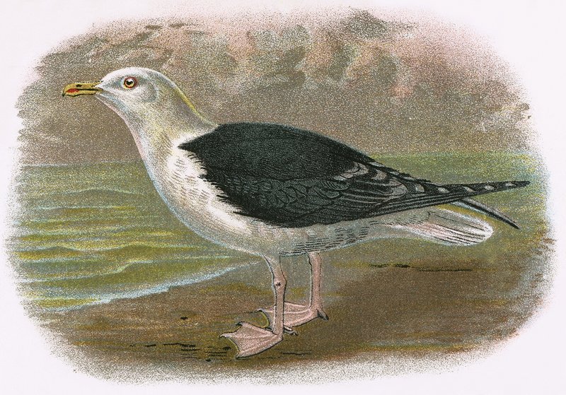Große Schwarze Rückenmöwe von English School