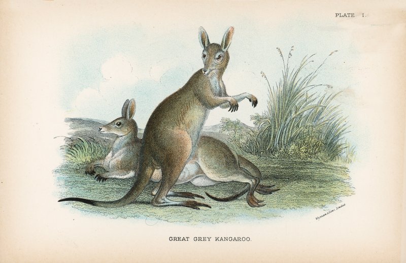 Großer Grauer Känguru von English School