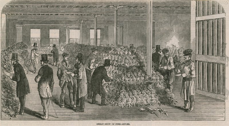 Große Ausstellung von Ananas von English School