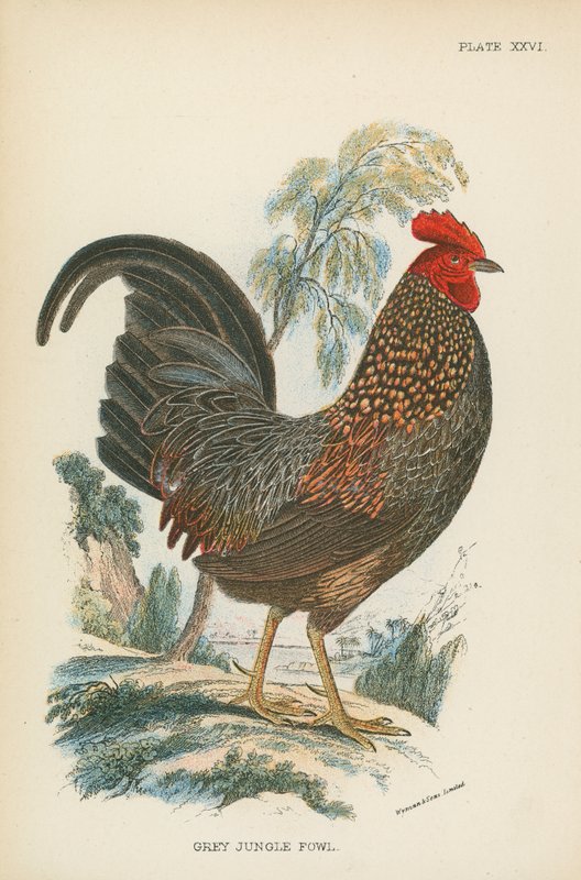 Graues Dschungelhuhn von English School