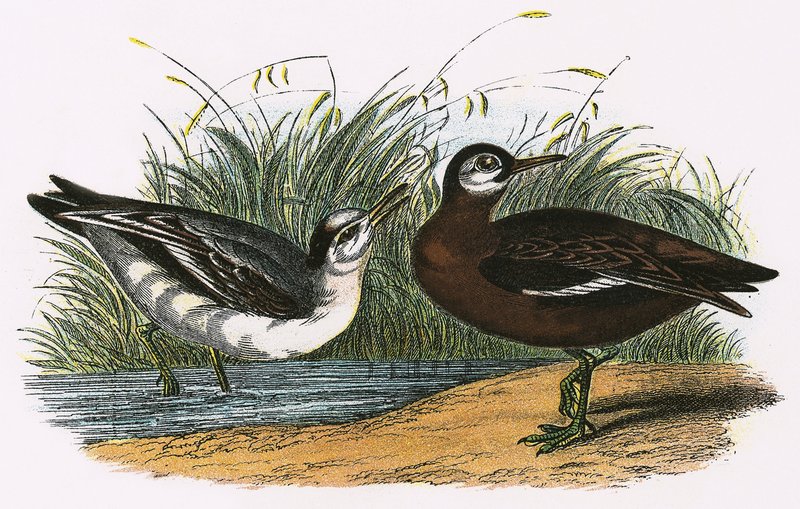 Grauer Phalarope von English School