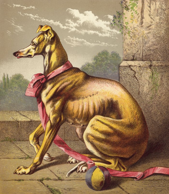 Windhund von English School