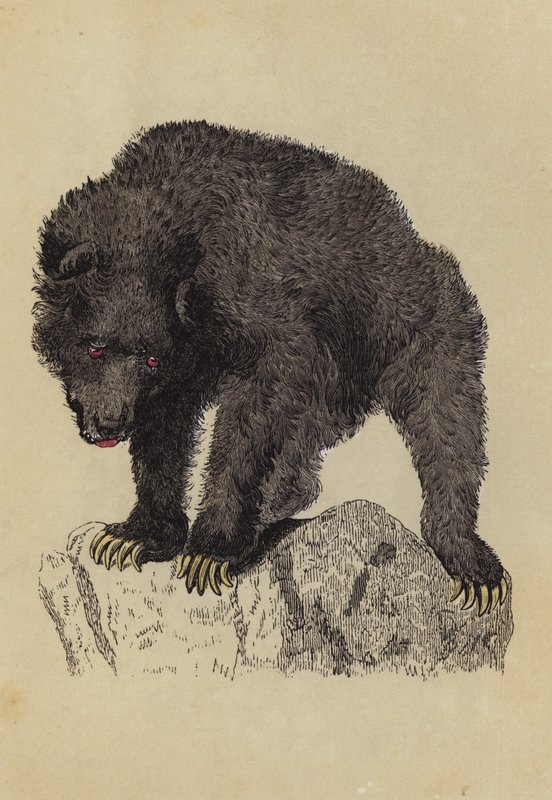 Grizzlybär von English School