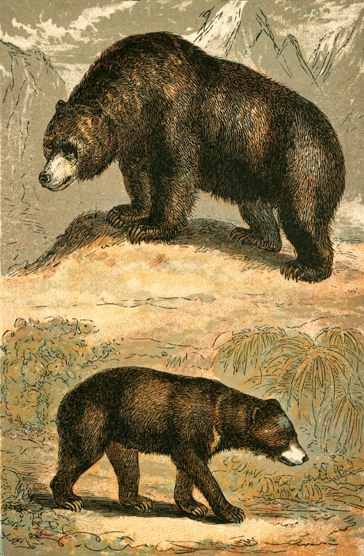 Grizzlybär und Malaienbär von English School