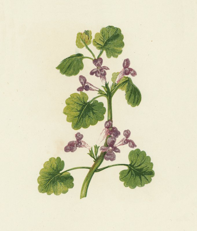 Gundermann, Glechoma Hederacea von English School
