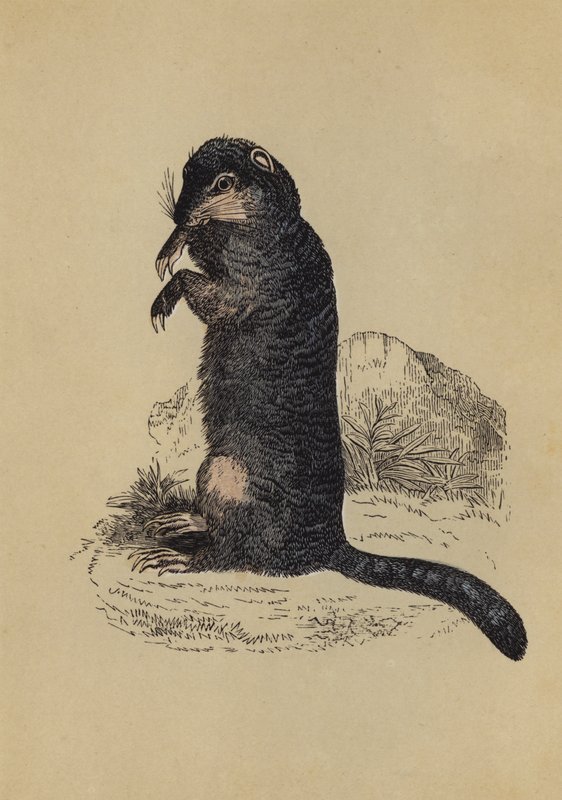 Erdhörnchen (Farblithografie) von English School