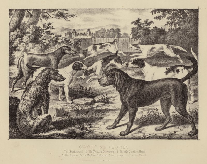 Gruppe von Jagdhunden von English School