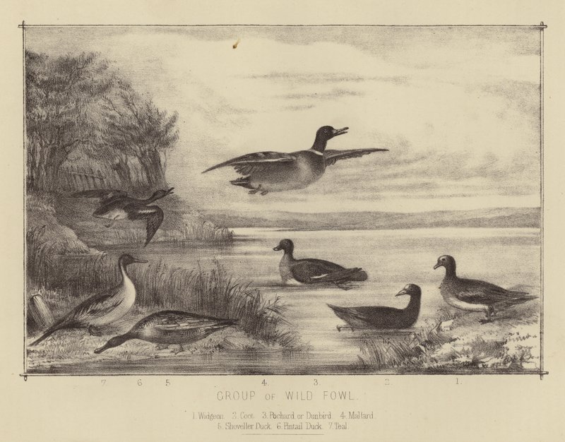 Gruppe von Wildvögeln von English School