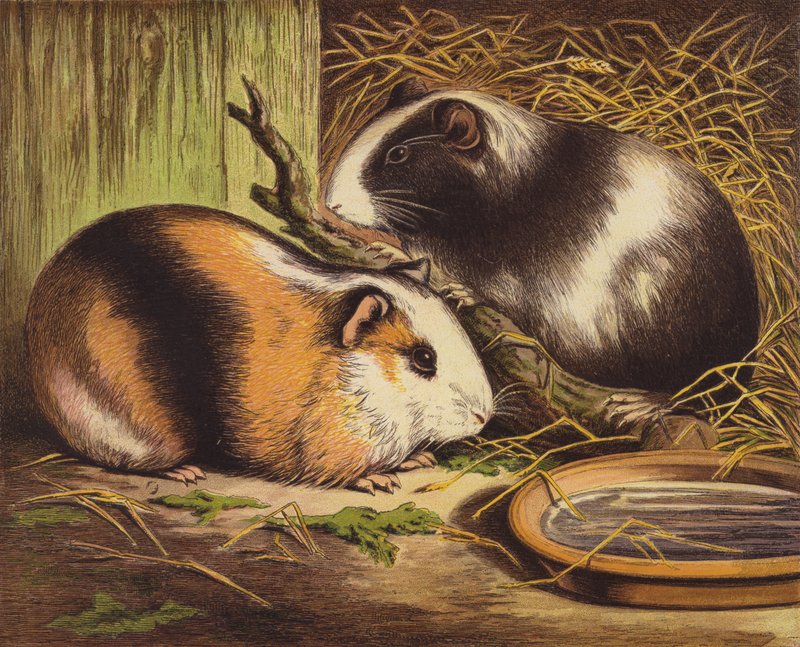 Meerschweinchen von English School