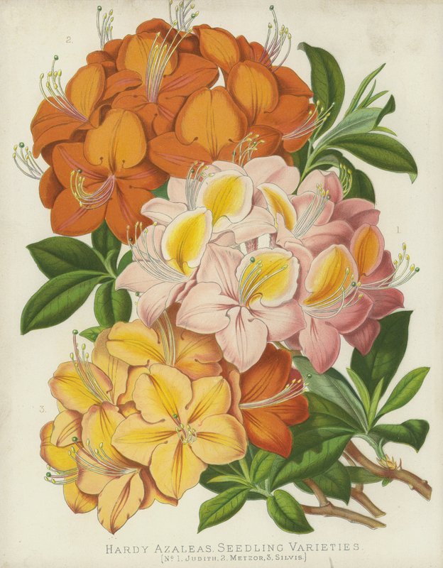 Robuste Azaleen, Sämlingssorten von English School