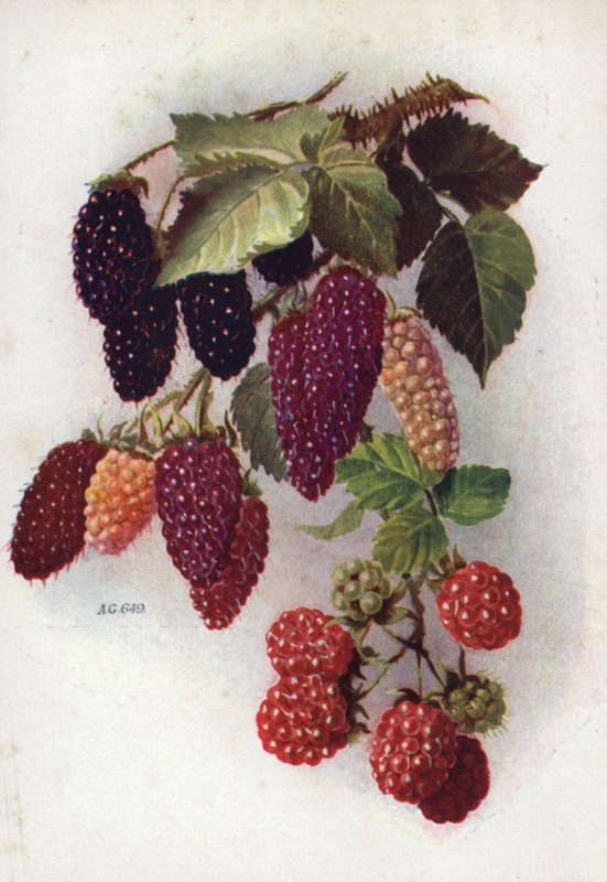 Robuste Beeren tragende Früchte von English School