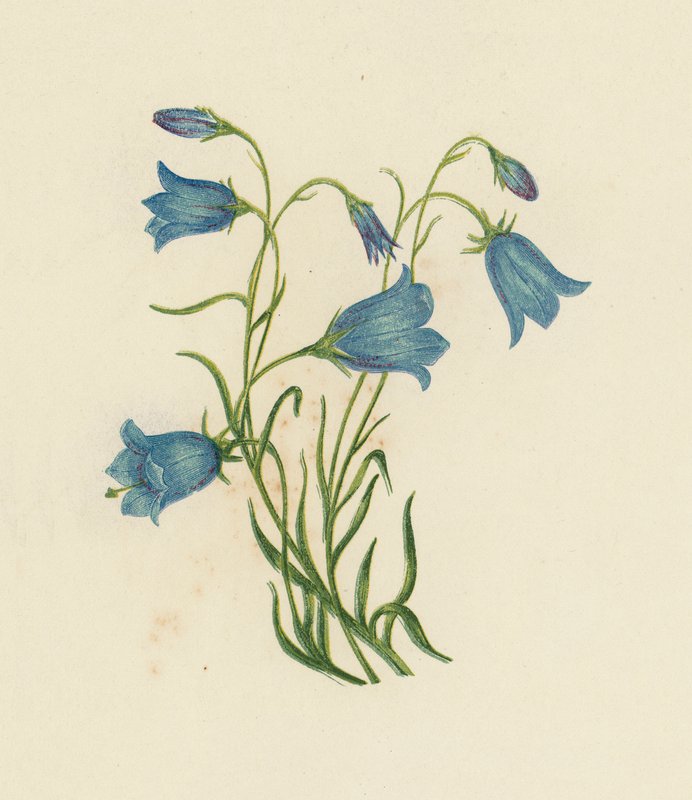 Glockenblume, Campanula Rotundifolia von English School