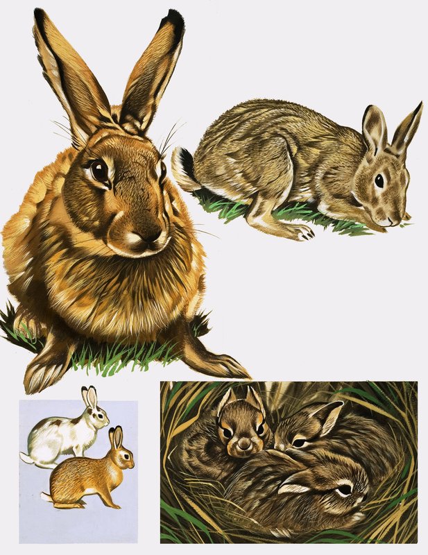 Hasen und Kaninchen von English School
