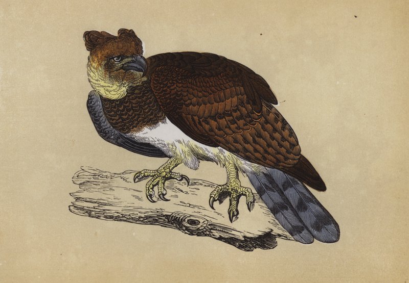 Harpyie von English School