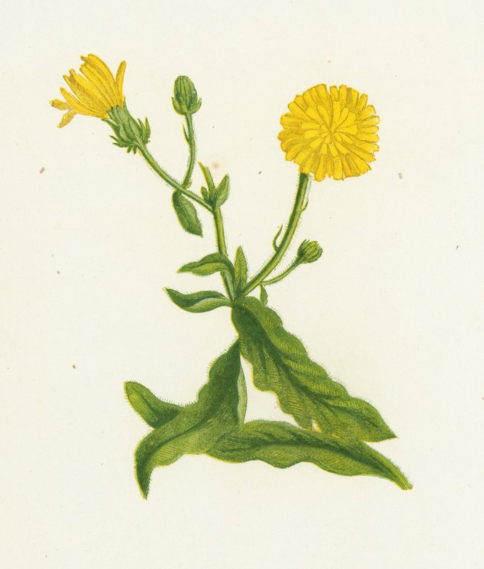 Habichtskraut, Picris Hieracioides von English School
