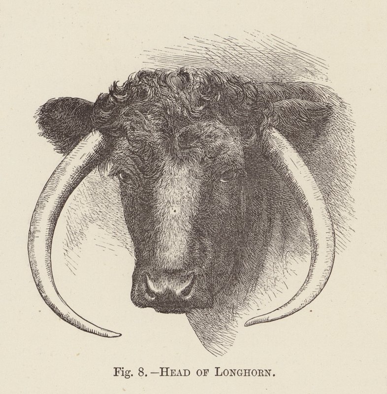 Kopf eines Langhorns von English School