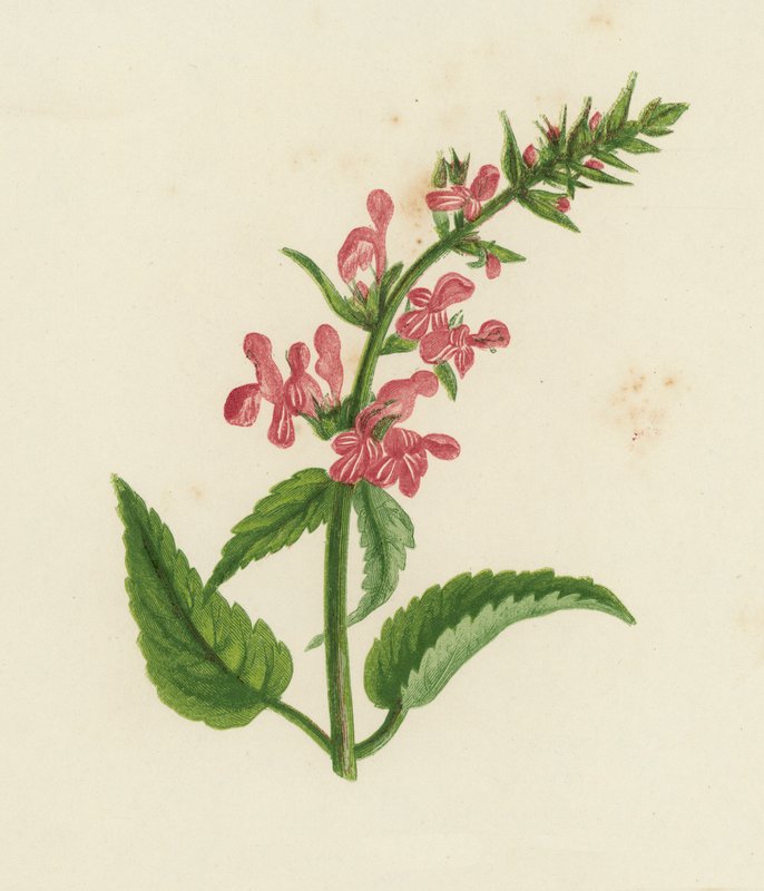 Wald-Ziest, Stachys Sylvatica von English School