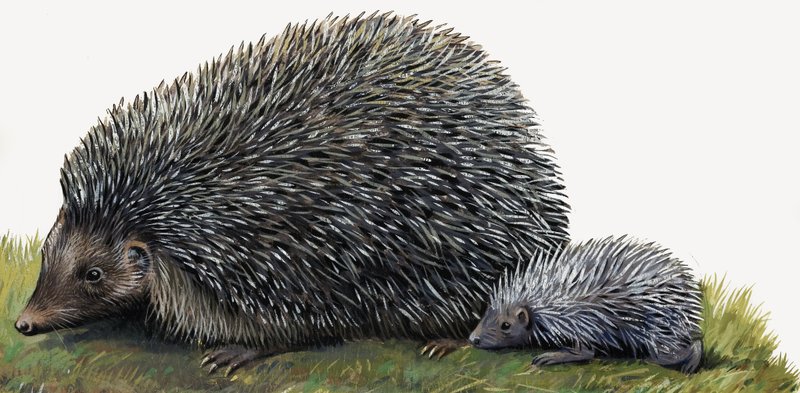 Igel von English School