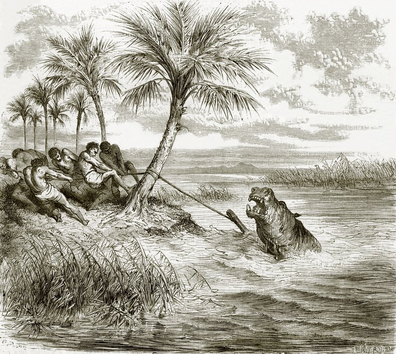 Hippopotamus harpuniert von English School
