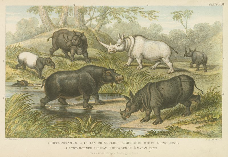 Nilpferd, Nashorn und Tapir (Farbstich) von English School