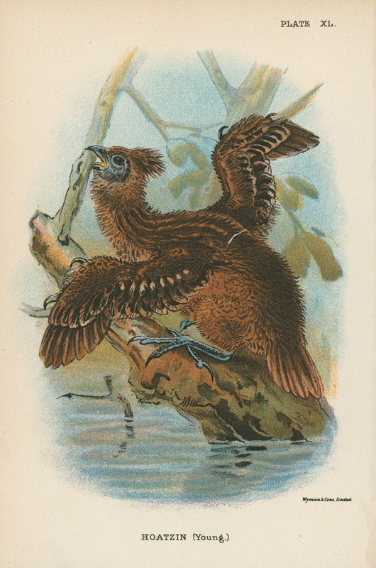 Hoatzin (Jung) von English School