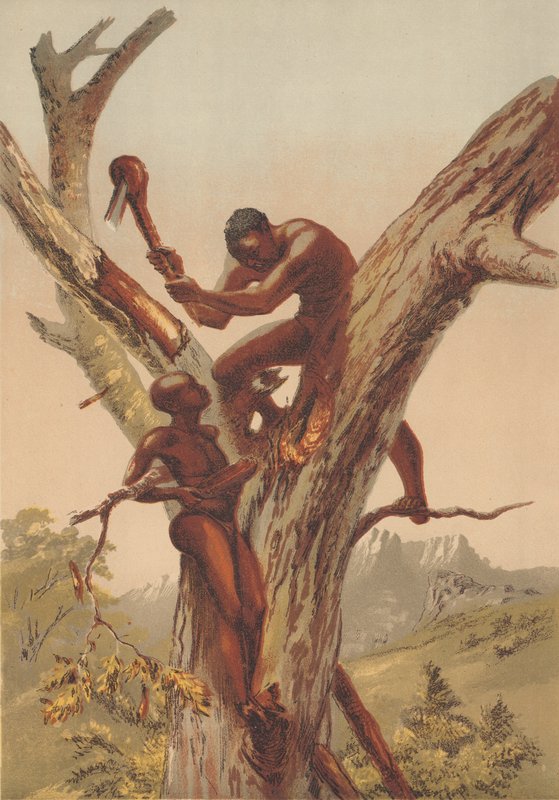 Honigjäger, Zambezia von English School