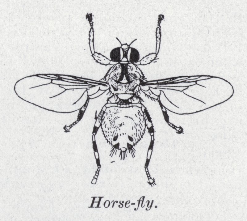 Pferdebremse (Lithografie) von English School