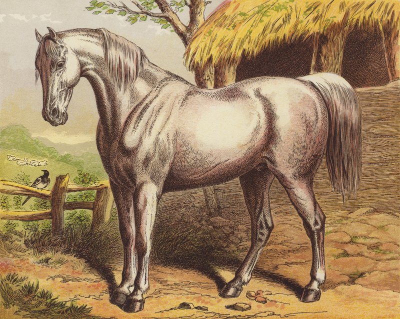 Pferd von English School