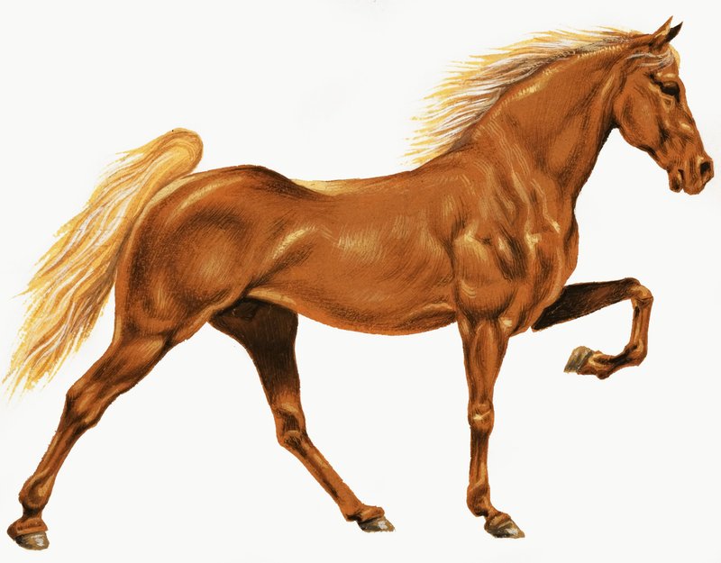 Pferd von English School