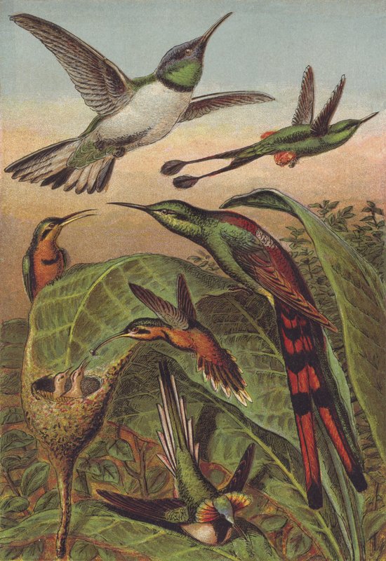 Kolibris von English School