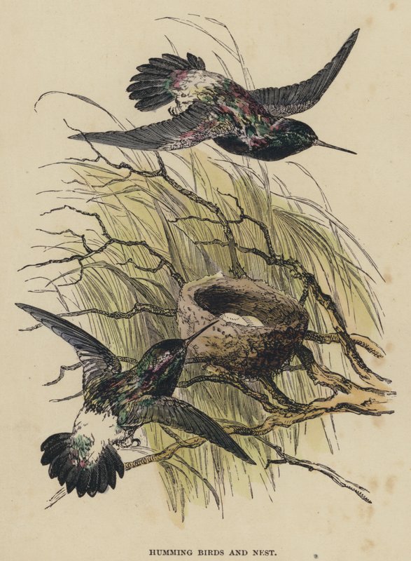Kolibris und Nest (kolorierte Gravur) von English School